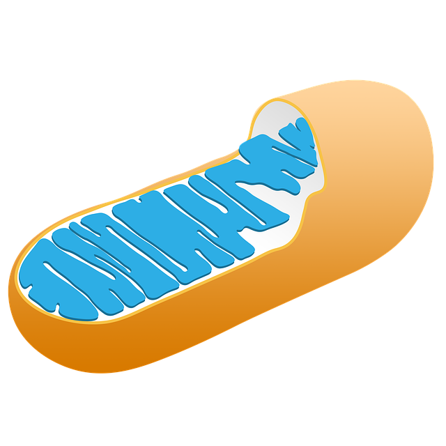 Mitochondrien und Mitochondrientherapie